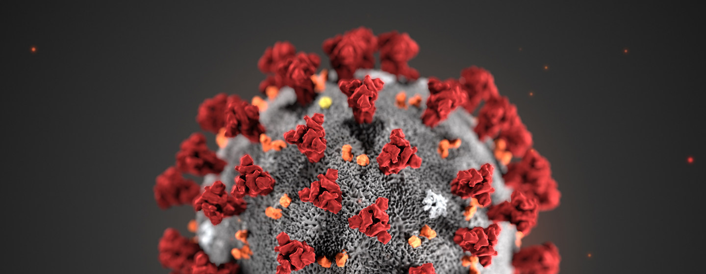  Coronavirus and Your Immune System